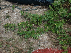 Mecardonia procumbens