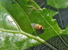 Aulagromyza tridentata