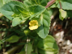Mecardonia procumbens