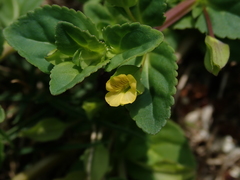 Mecardonia procumbens
