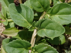 Mecardonia procumbens