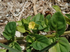 Mecardonia procumbens