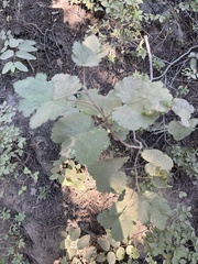 Ribes viscosissimum