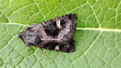 Nyssocnemis eversmanni