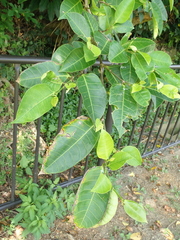 Ficus virgata
