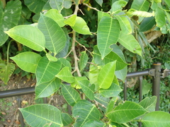 Ficus virgata