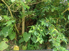 Ficus virgata