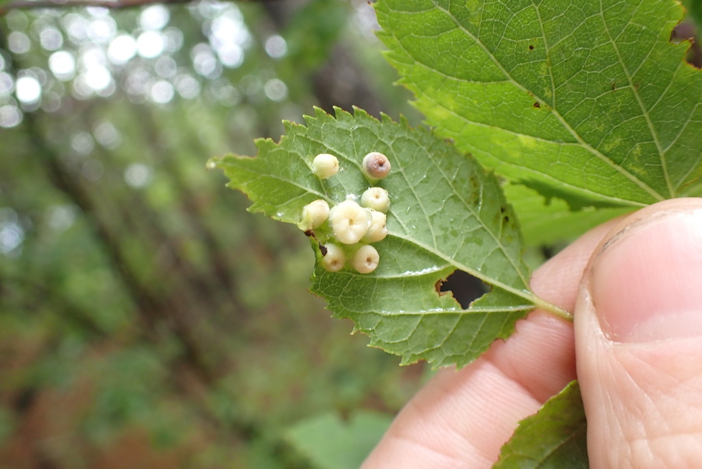 Hackberry Nipplegall Psyllid from Oregon County, MO, USA on August 08 ...