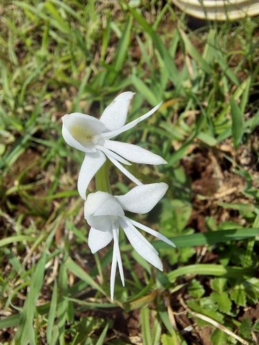Image of Habenaria grandifloriformis by (c) Ramesh Shenai Jr., some rights reserved (CC BY)