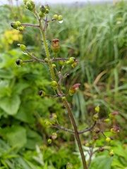 Scrophularia grayana