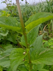 Scrophularia grayana