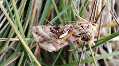 Autographa macrogamma