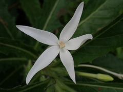 Hippobroma longiflora