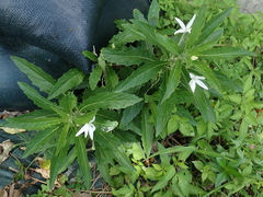 Hippobroma longiflora