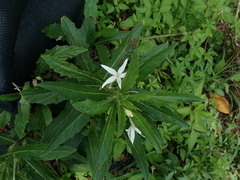 Hippobroma longiflora