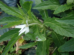 Hippobroma longiflora