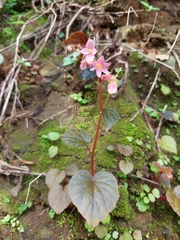 Begonia crenata