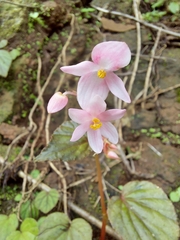 Begonia crenata
