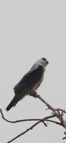 African Black-winged Kite