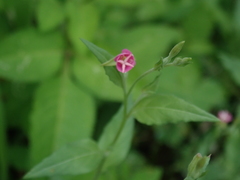 Oenothera rosea