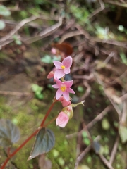 Begonia crenata