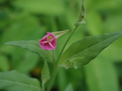 Oenothera rosea