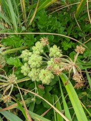 Glehnia littoralis