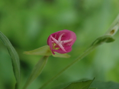 Oenothera rosea