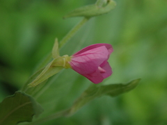 Oenothera rosea