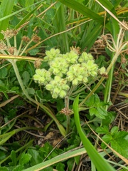 Glehnia littoralis