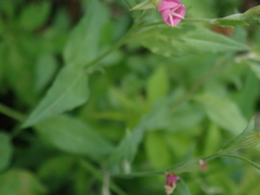Oenothera rosea