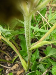 Glehnia littoralis
