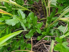 Glehnia littoralis