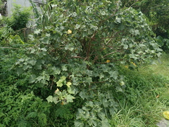 Hibiscus tiliaceus
