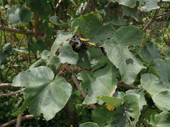 Hibiscus tiliaceus
