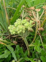 Glehnia littoralis