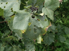 Hibiscus tiliaceus