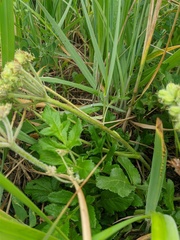 Glehnia littoralis
