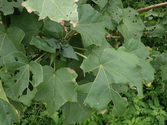 Hibiscus tiliaceus