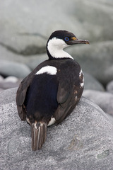 Leucocarbo bransfieldensis