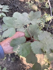 Ribes viscosissimum