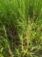 Beckmannia syzigachne