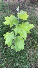 Populus alba