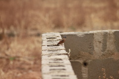 Emberiza goslingi