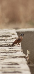 Emberiza goslingi