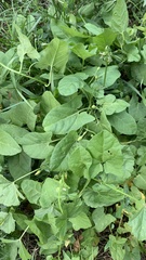 Convolvulus arvensis
