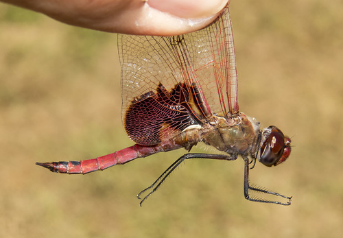 Red Saddlebags