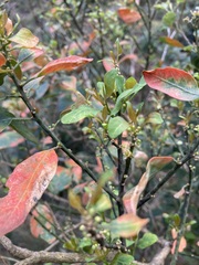 Clutia pulchella