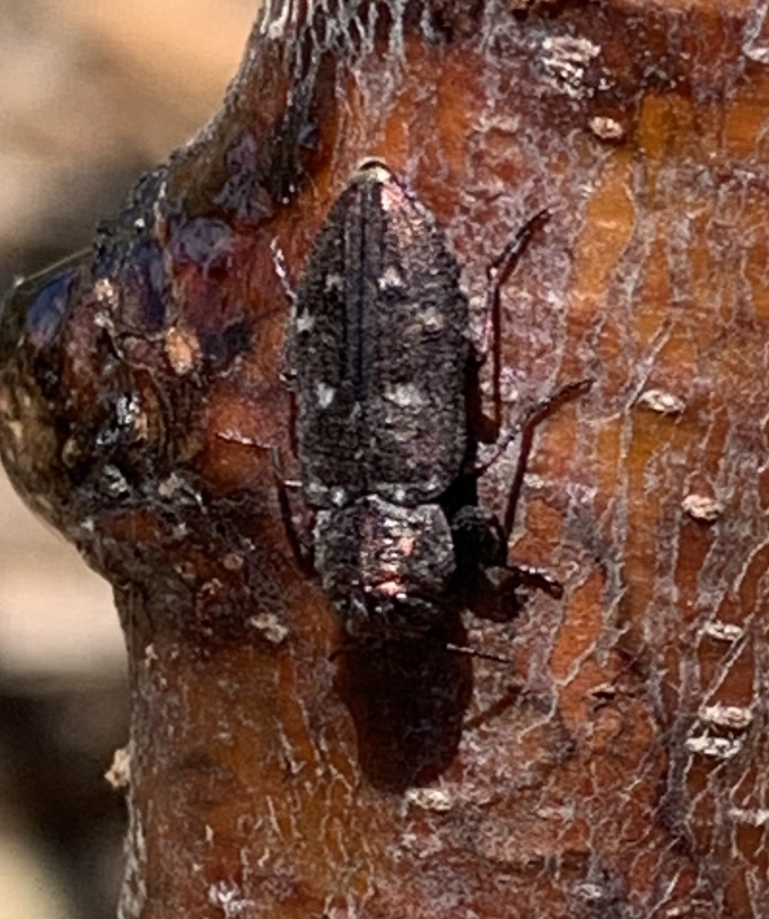 Pacific Flat-Headed Borer