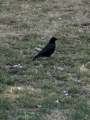 Corvus corone
